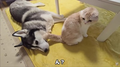 はっちゃんのそばに来た