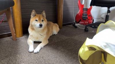 ロックくんにカッパを見せたら…