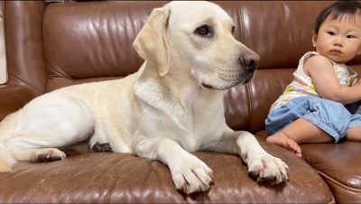 体を起こして窓を見つめる白い犬