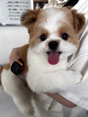 トリミング後の琥珀くん2