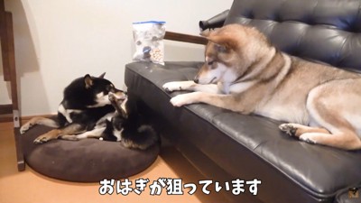 「食べないなら譲って欲しいな~」