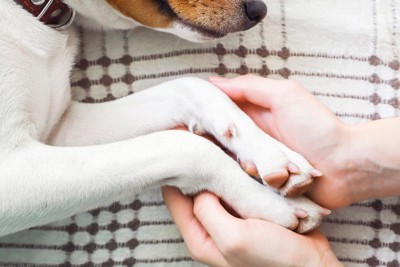 犬の前足をもっている人の手