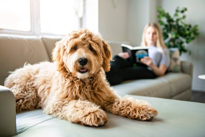 ソファでくつろぐ犬と女性