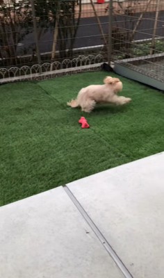 おもちゃを投げた時のベルちゃん9