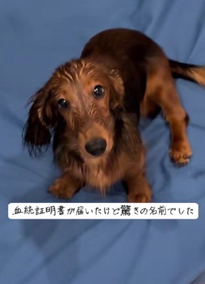 カニンヘンダックスのおこげちゃん