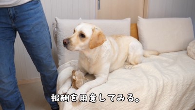 報酬で態度が変わるきなこちゃん7