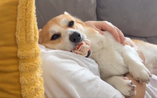 こだわり