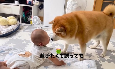 赤ちゃんと柴雄くんと茶太郎くん8