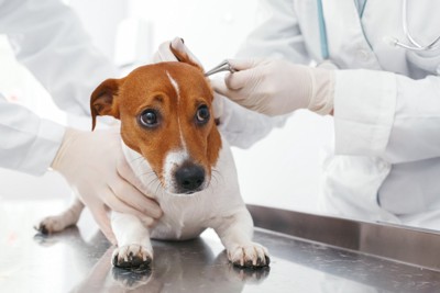 獣医師に耳鏡で耳をチェックされている犬