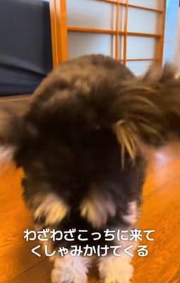 大袈裟にくしゃみをするミニチュアシュナウザー