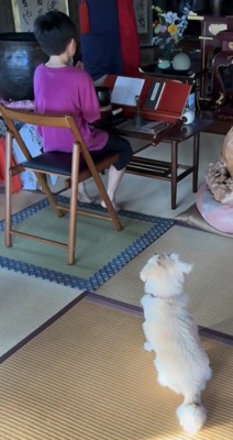 お参りする人を見つめる犬