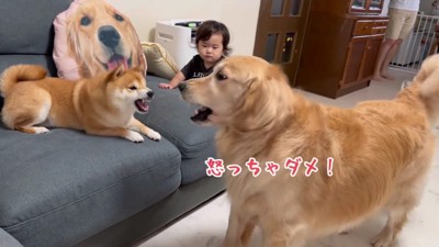 「だって寝てたから！」