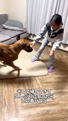 腕を広げる女の子に向かって走り出す茶色い犬