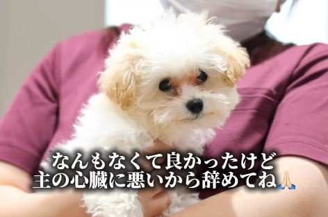 注射後のぱうちゃん⑩