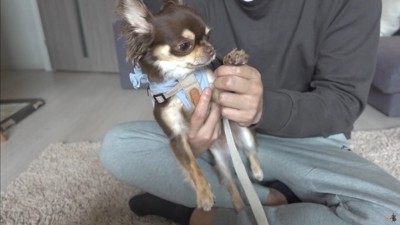 うにちゃんのお散歩拒否7