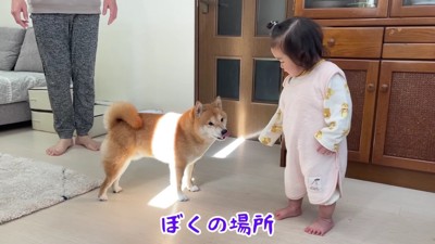 またまた争奪戦が…