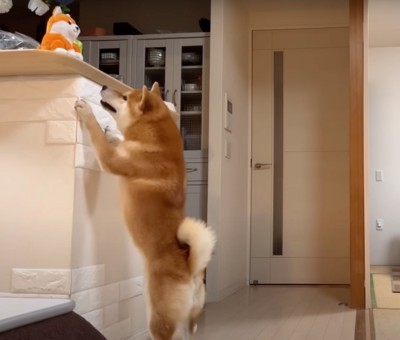 声マネおもちゃを求める柴犬