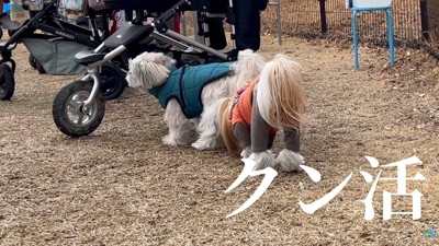 遊ぶ気配ゼロ