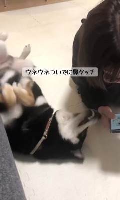 ウネウネしながらお鼻でタッチ！