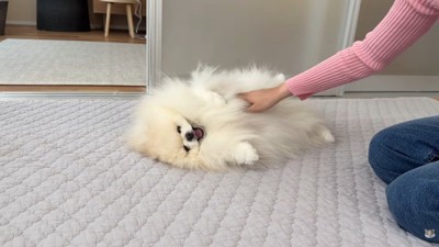 しばらくすると甘えん坊モードに♡