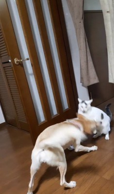めげない♡