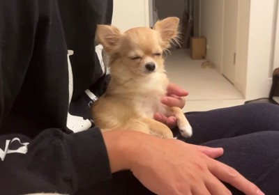 目を閉じる犬