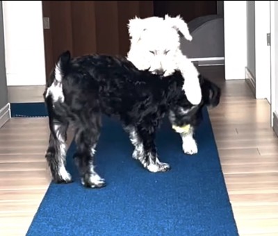 背中に足をかける犬