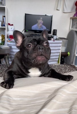 ワンが言えない秀吉くん3