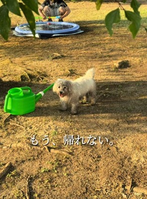 女性を見つめる全身泥まみれの犬