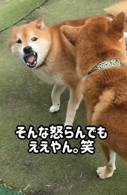 口を開けて振り向く柴犬
