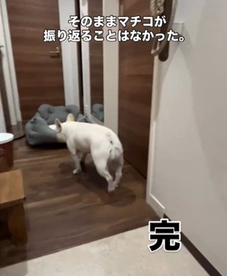 犬の後ろ姿