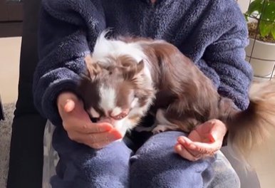 お年寄りの女性の膝で女性の手を舐めるチワワ