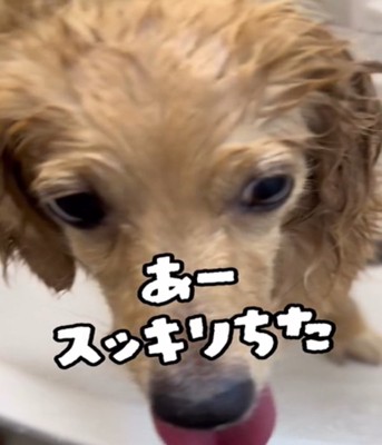 アップの犬