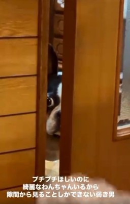 隙間から覗くマルタくん4