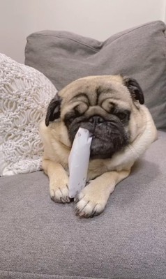 トイレットペーパーの芯を齧る春太くん4