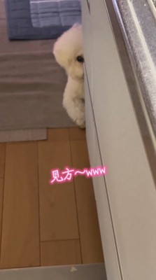 キッチンの壁から半分だけ顔を出して飼い主を見つめる犬