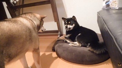 「あげないよ!」と歯をムキッ