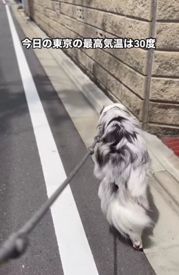 白線の内側を歩く犬