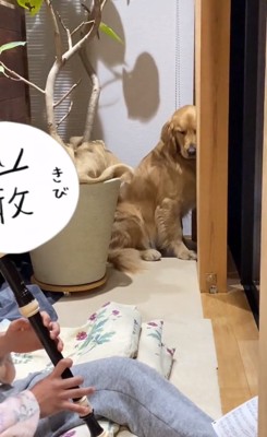 目をシパシパさせるならちゃん