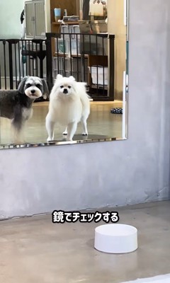 トリミング後のなぎちゃん6