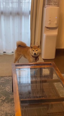 男性を見つめる犬