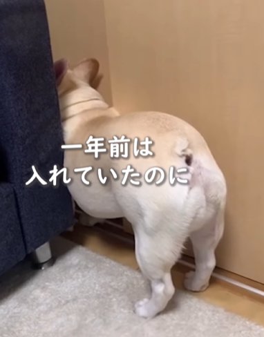壁とソファの隙間に体が入らないフレンチブルドッグ