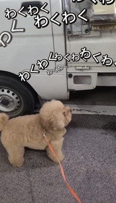 車の前を見上げる犬