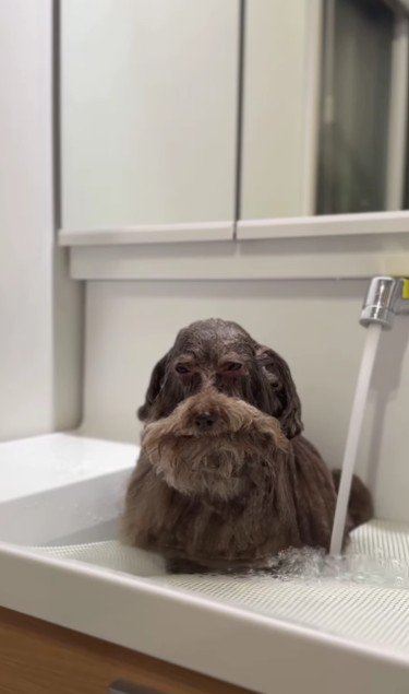 鼻周りだけ濡れてない