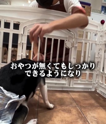 おすわりをする犬2