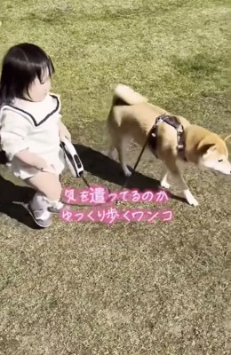 ゆっくり歩くワンコ