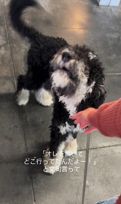 フランくんとママさんの再会7