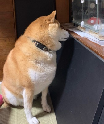 種族を超えた友情にホッコリ