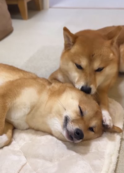 妹犬の耳を舐める姉犬