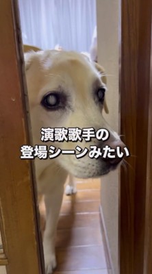 ドアの隙間から顔を出す犬